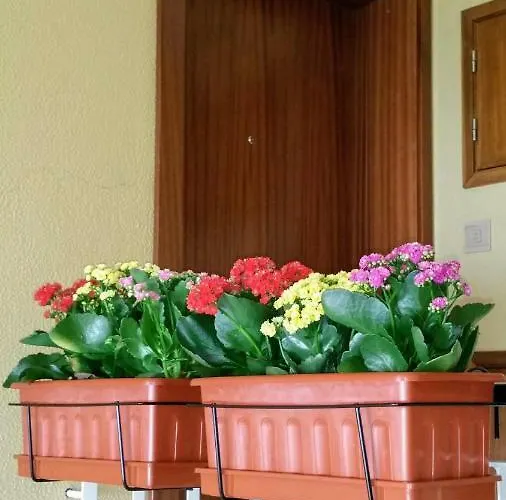 D.ana Pensión